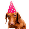 party hat for pets
